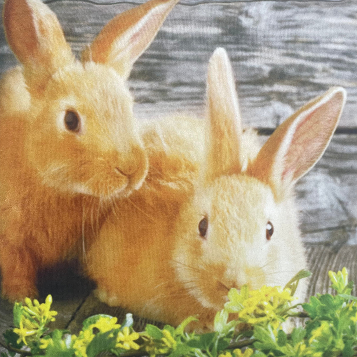 Kissenhülle Frühling zwei Hasen - 40x40cm von Wimpelberg