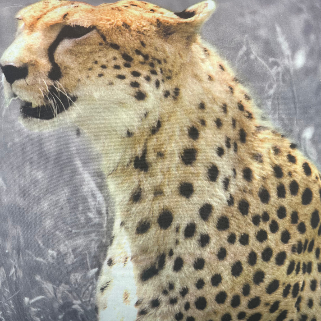 Kissenbezug Tiermotive - 40x40 von Wimpelberg