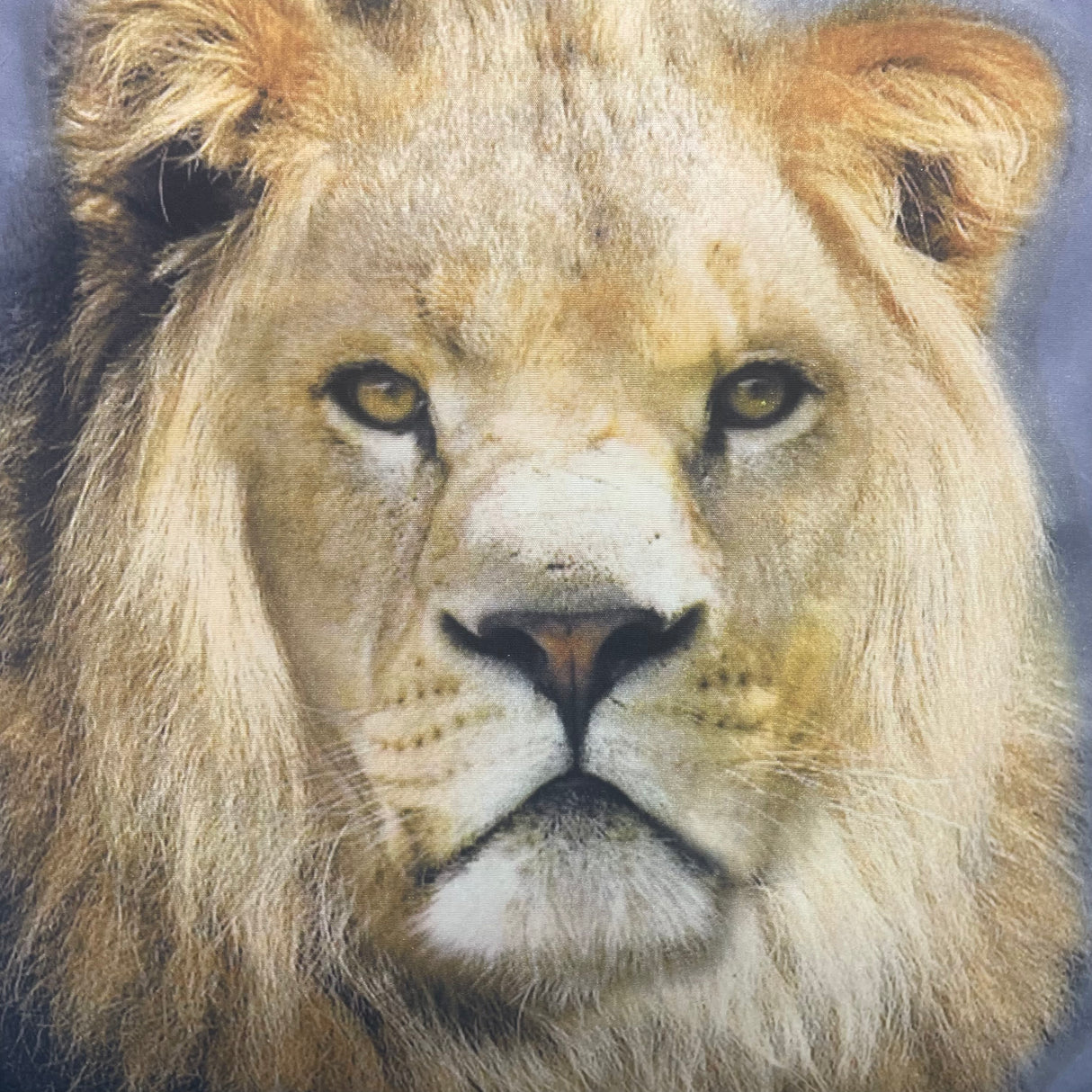 Kissenbezug Tiermotive - 40x40 von Wimpelberg