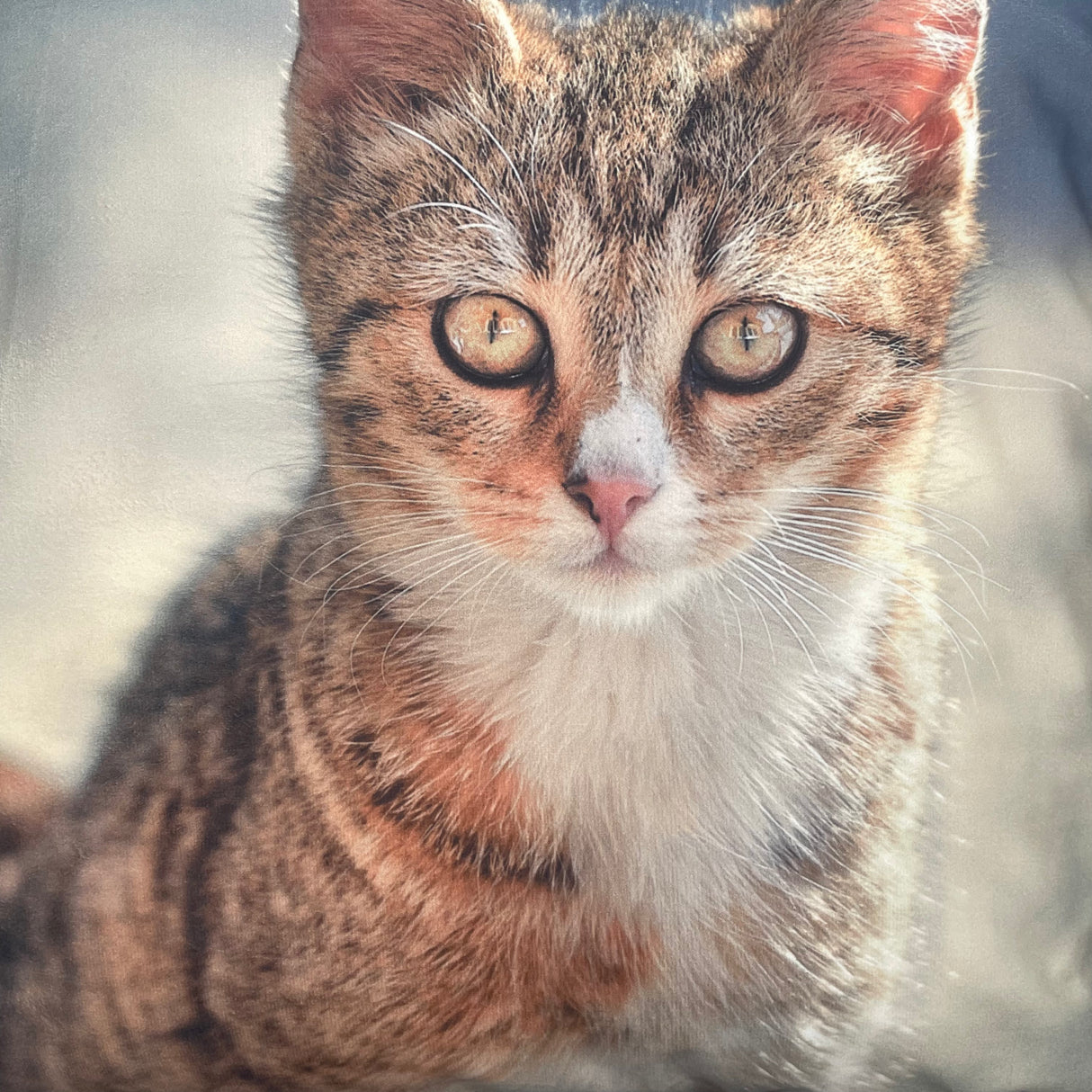 Kissenhülle 40x40cm Katzen Deko von Wimpelberg