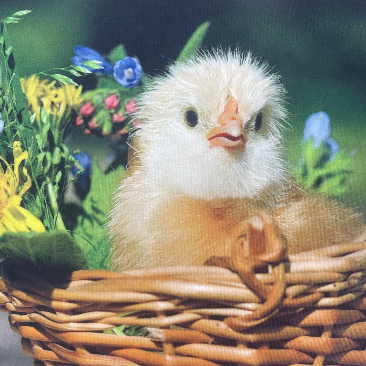 Kissenhülle Frühling Küken im Korb - 40x40cm von Wimpelberg