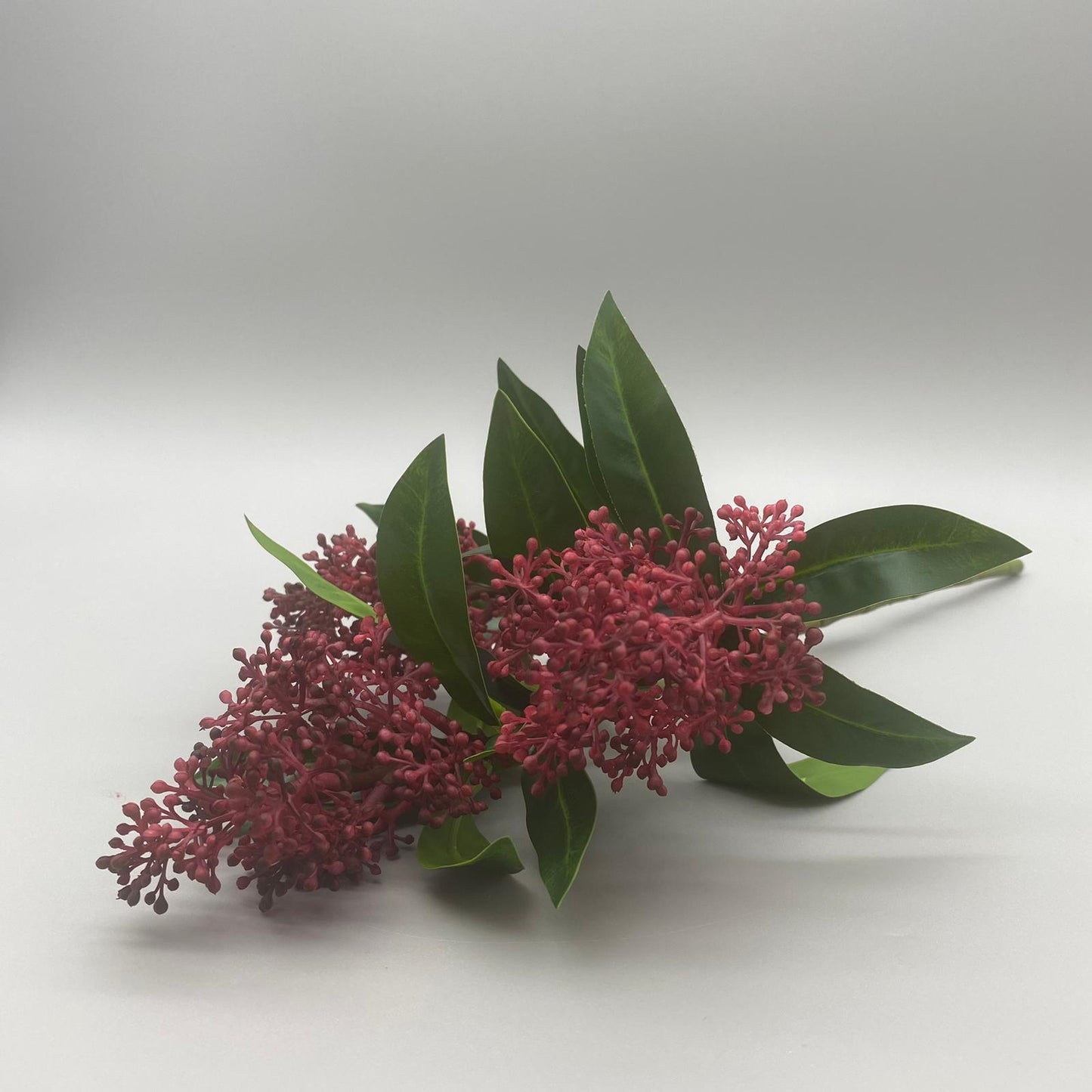 Skimmia-Zweig45	farbig sort.   von Wimpelberg