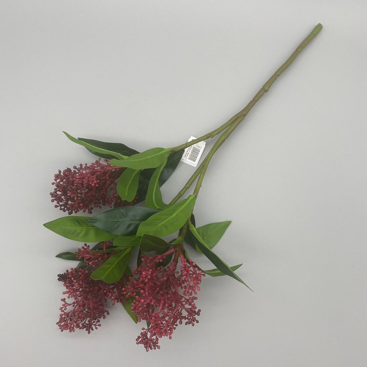 Skimmia-Zweig45	farbig sort.   von Wimpelberg