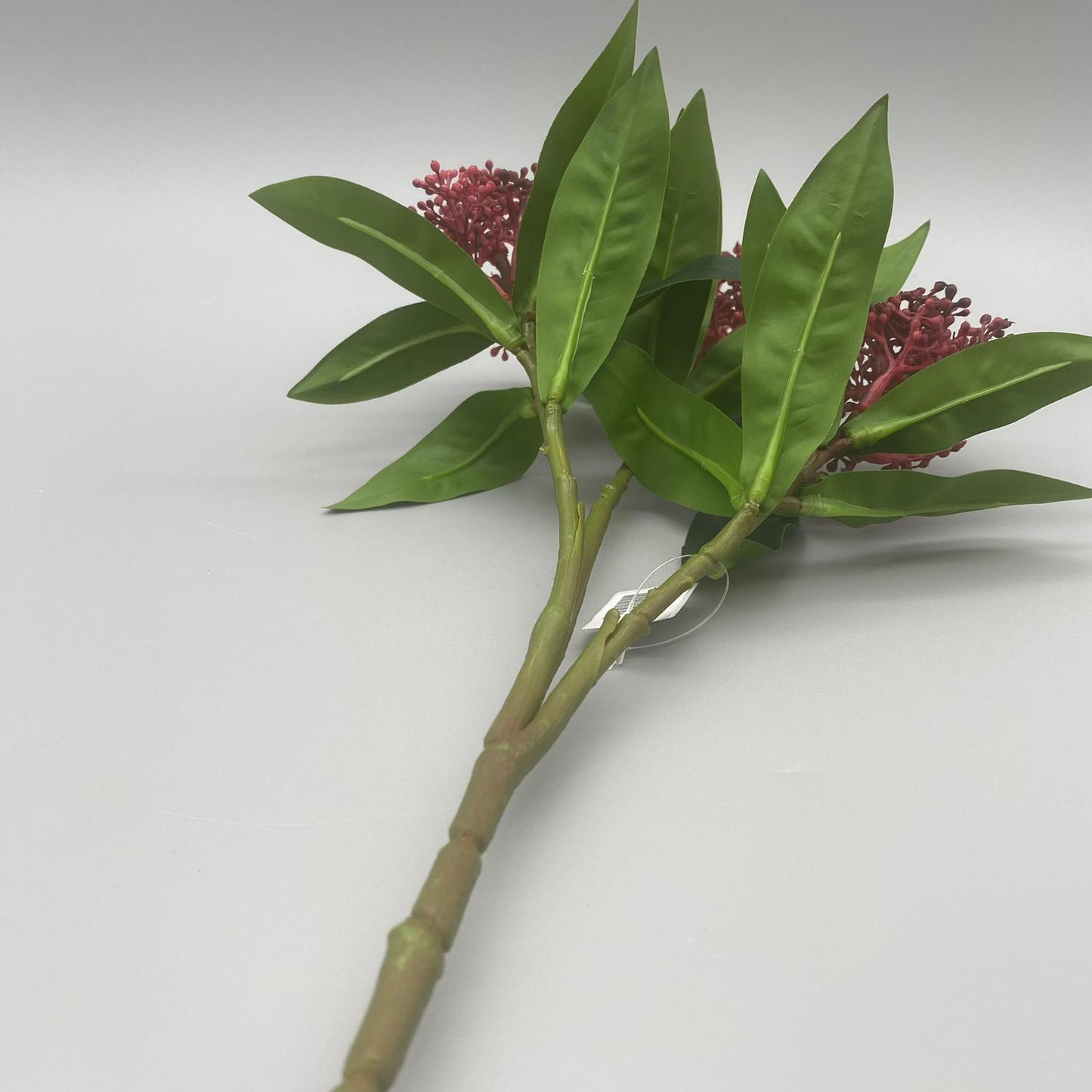 Skimmia-Zweig45	farbig sort.   von Wimpelberg