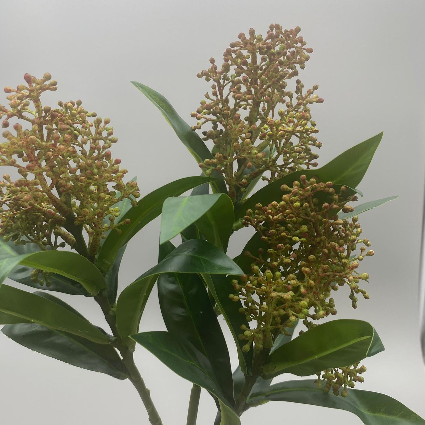 Skimmia-Zweig45	farbig sort.   von Wimpelberg