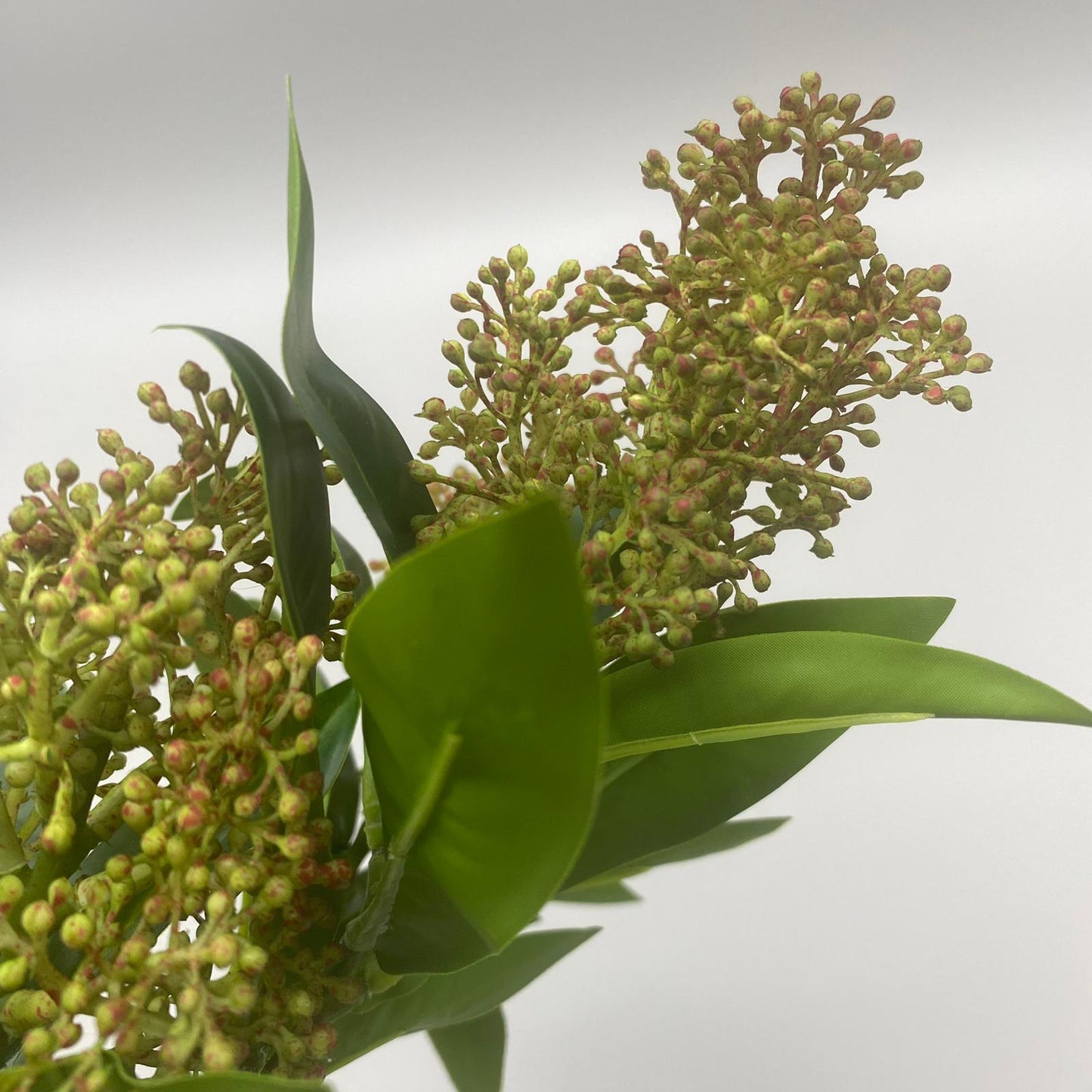 Skimmia-Zweig45	farbig sort.   von Wimpelberg